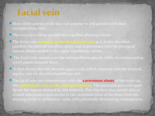 Most of the arteries of the face run anterior to and parallel with their
corresponding veins .
The veins lack valves :permit two-way flow of venous blood.
The facial vein connects to the deep facial vein as it drains the cheek:
parallels the internal maxillary artery and anastomoses with the pterygoid
venous plexus medial to the upper mandibular ramus.
 The facial vein crosses over the submandibular glands, while its corresponding
artery passes beneath them.
 It then drains into the internal jugular vein, which connects with the external
jugular vein via the retromandibular vein.
The facial vein can communicate with the cavernous sinus of the brain via
the ophthalmic vein or the pterygoid plexus. The paranasal area and upper
lip are the regions drained by this network. This interface may permit skin or
wound infections to gain access to the cavernous sinus of the brain from the
draining facial or ophthalmic veins, with potentially devastating consequences.
Facial vein
 