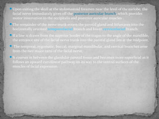 Upon exiting the skull at the stylomastoid foramen near the level of the earlobe, the
facial nerve immediately gives off the posterior auricular branch, which provides
motor innervation to the occipitalis and posterior auricular muscles .
The remainder of the nerve trunk enters the parotid gland and bifurcates into the
horizontally oriented temporofacial branch and lower cervicofacial branch.
If a line is drawn from the superior border of the tragus to the angle of the mandible,
the entrance site of the facial nerve trunk into the parotid gland lies at the midpoint.
 The temporal, zygomatic, buccal, marginal mandibular, and cervical branches arise
from the two major rami of the facial nerve.
It courses in between the glandular parotid tissue and becomes more superficial as it
follows an upward curvilinear pathway on its way to the ventral surfaces of the
muscles of facial expression.
 