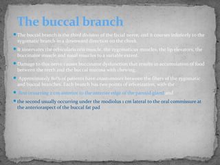 The buccal branch is the third division of the facial nerve, and it courses inferiorly to the
zygomatic branch in a downward direction on the cheek.
It innervates the orbicularis oris muscle, the zygomaticus muscles, the lip elevators, the
buccinator muscle and nasal muscles to a variable extent.
Damage to this nerve causes buccinator dysfunction that results in accumulation of food
between the teeth and the buccal mucosa with chewing.
 Approximately 80% of patients have anastomoses between the fibers of the zygomatic
and buccal branches. Each branch has two points of arborization, with the
 first occurring 2 cm anterior to the anterior edge of the parotid gland and
the second usually occurring under the modiolus 1 cm lateral to the oral commissure at
the anterioraspect of the buccal fat pad
The buccal branch
 