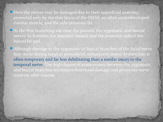 Here the nerves may be damaged due to their superficial anatomy,
protected only by the thin fascia of the SMAS, an often underdeveloped
risorius muscle, and the subcutaneous fat.
At the first branching site near the parotid, the zygomatic and buccal
nerves lie between the masseter muscle and the posterior side of the
buccal fat pad.
Although damage to the zygomatic or buccal branches of the facial nerve
may occur during surgical procedures, subsequent motor dysfunction is
often temporary and far less debilitating than a similar injury to the
temporal nerve. The high degree of anastomoses between the zygomatic
and buccal branches minimizes functional damage and promotes nerve
recovery after trauma.
 