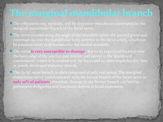 The orbicularis oris, mentalis, and lip depressor muscles are innervated by the
marginal mandibular branch of the facial nerve.
The nerve courses along the angle of the mandible below the parotid gland and
continues up over the mandibular body anterior to the facial artery, which can
be palpated easily as it courses over the medial mandible.
The nerve is very susceptible to damage, due to its superficial location over
the bony edge of the jaw (i.e. just inferior and lateral to the lateral oral
commissure), where it is covered only by fascia and an often unpredictably thin
or poorly developed platysma muscle.
This facial nerve branch is often composed of only one ramus. The marginal
mandibular nerve 'communicates' with the buccal branch of the facial nerve in
only 10% of patients; therefore, damage to the former branch can lead to
permanent disfiguring and functional defects in facial expression.
The marginal mandibular branch
 