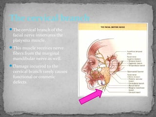 The cervical branch of the
facial nerve innervates the
platysma muscle.
This muscle receives nerve
fibers from the marginal
mandibular nerve as well.
Damage incurred to the
cervical branch rarely causes
functional or cosmetic
defects.
The cervical branch
 