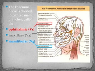 The trigeminal
nerve is divided
into three main
branches, called
the
ophthalmic (V1)
maxillary (V2)
mandibular (V3)
 