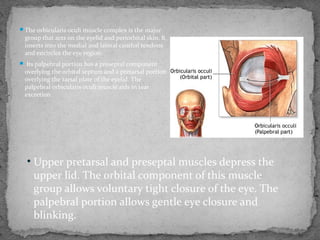 The orbicularis oculi muscle complex is the major
group that acts on the eyelid and periorbital skin. It
inserts into the medial and lateral canthal tendons
and encircles the eye region.
 Its palpebral portion has a preseptal component
overlying the orbital septum and a pretarsal portion
overlying the tarsal plate of the eyelid. The
palpebral orbicularis oculi muscle aids in tear
excretion.
• Upper pretarsal and preseptal muscles depress the
upper lid. The orbital component of this muscle
group allows voluntary tight closure of the eye. The
palpebral portion allows gentle eye closure and
blinking.
 