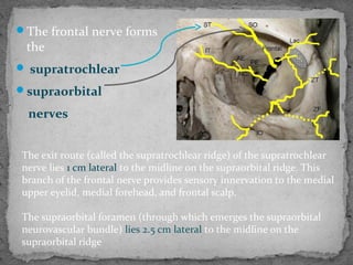 The frontal nerve forms
the
 supratrochlear
supraorbital
nerves
The exit route (called the supratrochlear ridge) of the supratrochlear
nerve lies 1 cm lateral to the midline on the supraorbital ridge. This
branch of the frontal nerve provides sensory innervation to the medial
upper eyelid, medial forehead, and frontal scalp.
The supraorbital foramen (through which emerges the supraorbital
neurovascular bundle) lies 2.5 cm lateral to the midline on the
supraorbital ridge
 