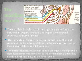 The maxillary branch (V2) of the trigeminal nerve forms the
infraorbital, zygomaticofacial and zygomaticotemporal
cutaneous sensory branches .
 The infraorbital foramen lies 2.5 cm lateral to midline and 1
cm inferior to the infraorbital rim, in the same vertical line as
the supraorbital and mental foramina.
The infraorbital neurovascular bundle emerges here to provide
significant sensory innervation to the medial cheek, upper lip,
nasal sidewall and ala, and the lower eyelid.
The
maxillary
branch
 