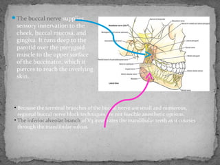The buccal nerve supplies
sensory innervation to the
cheek, buccal mucosa, and
gingiva. It runs deep to the
parotid over the pterygoid
muscle to the upper surface
of the buccinator, which it
pierces to reach the overlying
skin.
• Because the terminal branches of the buccal nerve are small and numerous,
regional buccal nerve block techniques are not feasible anesthetic options.
• The inferior alveolar branch of V3 innervates the mandibular teeth as it courses
through the mandibular sulcus.
 