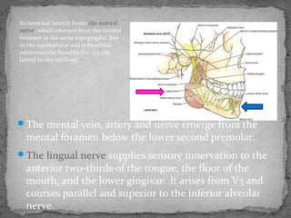 The mental vein, artery and nerve emerge from the
mental foramen below the lower second premolar.
The lingual nerve supplies sensory innervation to the
anterior two-thirds of the tongue, the floor of the
mouth, and the lower gingivae. It arises from V3 and
courses parallel and superior to the inferior alveolar
nerve.
Its terminal branch forms the mental
nerve, which emerges from the mental
foramen in the same topographic line
as the supraorbital and infraorbital
neurovascular bundles (i.e. 2.5 cm
lateral to the midline).
 
