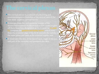 The cervical plexus is a network of arborizing and
anastomosingnerve branches of the ventral rami of the
four most superior cervical nerves.
It emerges from the mid-posterior margin of the
sternocleidomastoid (SCM) muscle at Erb's point to give
off three branches, designated as C2, C3 and C4. C2 and
C3 compose the greater auricular nerve, which runs
from the posterior edge of the SCM towards the earlobe in
the same plane and path as the external jugular vein.
It innervates the skin of the lateral neck, angle of the jaw,
and part of the auricular and postauricular skin.
The cervical plexus
 