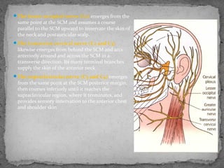 The lesser occipital nerve (C2) emerges from the
same point at the SCM and assumes a course
parallel to the SCM upward to innervate the skin of
the neck and postauricular scalp.
The transverse cervical nerve (C2 and C3)
likewise emerges from behind the SCM and arcs
anteriorly around and across the SCM in a
transverse direction. Its many terminal branches
supply the skin of the anterior neck.
The supraclavicular nerve (C3 and C4) emerges
from the same point at the SCM posterior margin,
then courses inferiorly until it reaches the
supraclavicular region, where it terminates, and
provides sensory innervation to the anterior chest
and shoulder skin
 