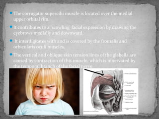 The corrugator supercilii muscle is located over the medial
upper orbital rim.
It contributes to a 'scowling' facial expression by drawing the
eyebrows medially and downward.
 It interdigitates with and is covered by the frontalis and
orbicularis oculi muscles.
The vertical and oblique skin tension lines of the glabella are
caused by contraction of this muscle, which is innervated by
the temporal branch of the facial nerve
 