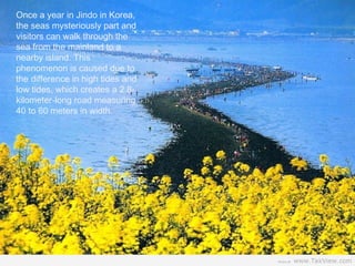 Once a year in Jindo in Korea,
the seas mysteriously part and
visitors can walk through the
sea from the mainland to a
nearby island. This
phenomenon is caused due to
the difference in high tides and
low tides, which creates a 2.8-
kilometer-long road measuring
40 to 60 meters in width.
 