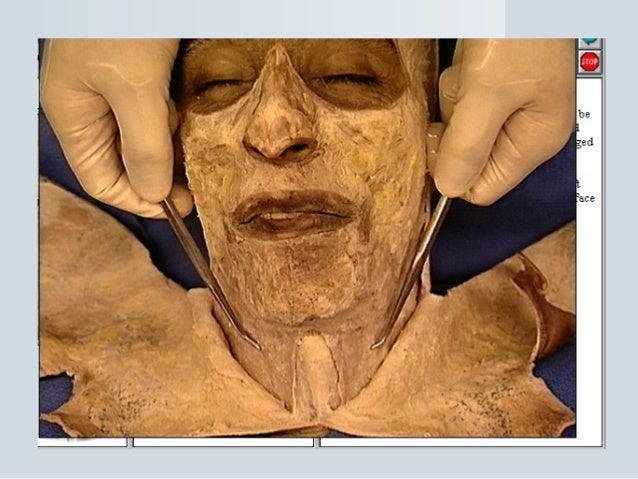 face anatomy