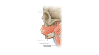 Intercheilion Line Comprehensive Anatomy and Clinical Overview of the Face and Scalp | PPTX