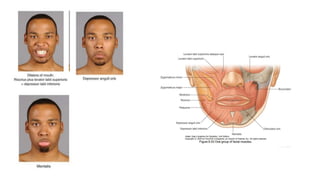Face Overview Comprehensive Anatomy and Clinical Overview of the Face and Scalp | PPTX