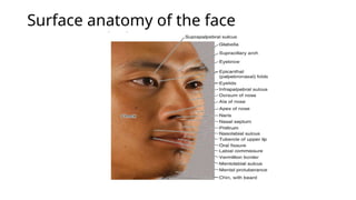 Face Overview Comprehensive Anatomy and Clinical Overview of the Face and Scalp | PPTX
