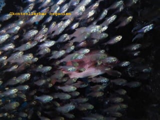 Okontrollerbar organism
 