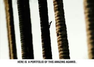 Here is a portfolio of this amazing agamid.
 