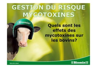 Quels sont les
effets des
mycotoxines sur
les bovins?
 