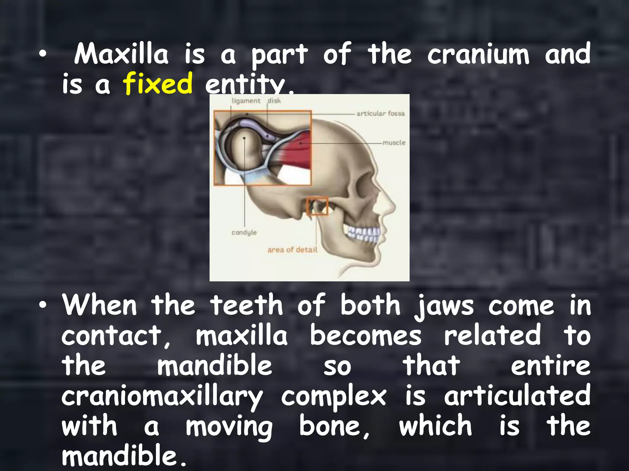 • Maxilla is a part of the cranium and
is a fixed entity.
• When the teeth of both jaws come in
contact, maxilla becomes related to
the mandible so that entire
craniomaxillary complex is articulated
with a moving bone, which is the
mandible.
 
