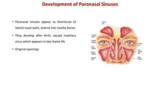 Development of Paranasal Sinuses
• Paranasal sinuses appear as diverticula of
lateral nasal walls, extend into nearby bones
• They develop after birth, except maxillary
sinus which appears in late foetal life
• Original openings
 
