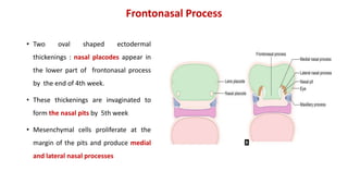 Frontonasal Process
• Two oval shaped ectodermal
thickenings : nasal placodes appear in
the lower part of frontonasal process
by the end of 4th week.
• These thickenings are invaginated to
form the nasal pits by 5th week
• Mesenchymal cells proliferate at the
margin of the pits and produce medial
and lateral nasal processes
 