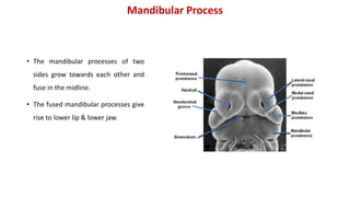 Mandibular Process
• The mandibular processes of two
sides grow towards each other and
fuse in the midline.
• The fused mandibular processes give
rise to lower lip & lower jaw.
Embryo: 6 weeks
 