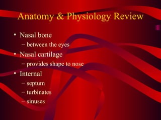 Anatomy & Physiology Review Nasal bone between the eyes Nasal cartilage provides shape to nose Internal septum turbinates sinuses 