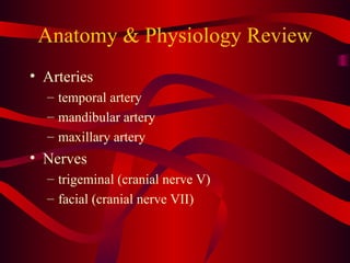 Anatomy & Physiology Review Arteries temporal artery mandibular artery maxillary artery Nerves trigeminal (cranial nerve V) facial (cranial nerve VII) 