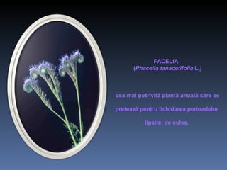 FACELIA  ( Phacelia tanacetifolia  L. ) cea mai potrivită plantă anuală care se pretează pentru lichidarea perioadelor  lipsite  de cules.  