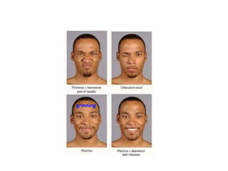 Sinuous Face FACE MUSCLES | PPTX