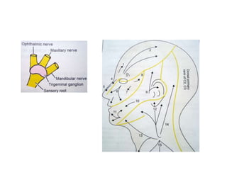 Intercheilion Line FACE MUSCLES | PPTX