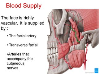Blood Supply
The face is richly
vascular, it is supplied
by :
• The facial artery
• Transverse facial
•Arteries that
accompany the
cutaneous
nerves
 