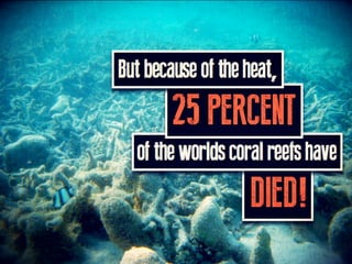 But because of the heat, 25 PERCENT of the worlds
coral reefs have DIED!
 
