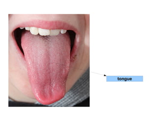 tongue 
