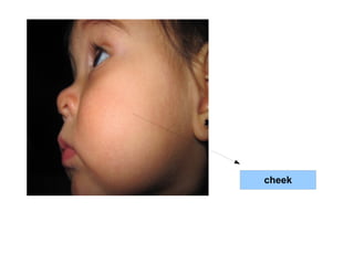 cheek 
 