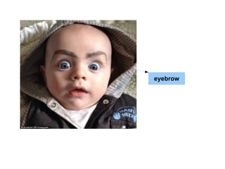eyebrow 
 