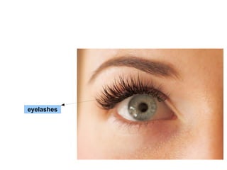 eyelashes 
 