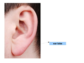 ear lobe 
 