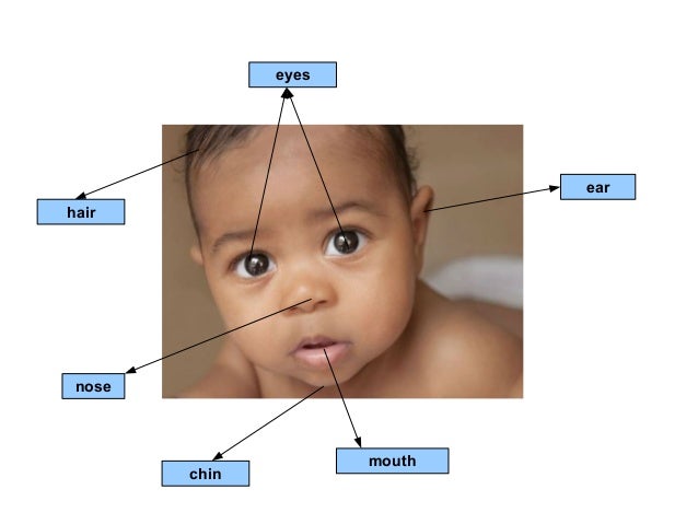 Face Parts