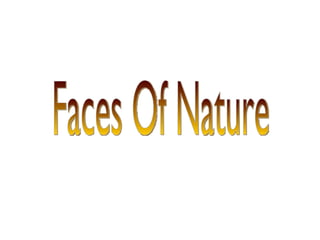 Faces Of Nature 