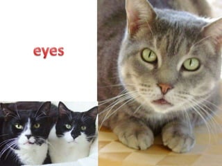 Face them 2
