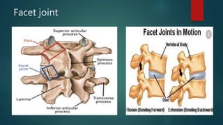 Facet joint
 