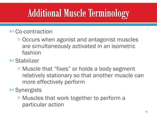 Co - contraction  Occurs when agonist and antagonist muscles are simultaneously activated in an isometric fashion  Stabilizer  Muscle that “fixes” or holds a body segment relatively stationary so that another muscle can more effectively perform   Synergists  Muscles that work   together to perform a particular action 