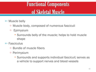 Muscle belly Muscle body, composed of numerous fasciculi Epimysium  Surrounds belly of the muscle; helps to hold muscle shape Fasciculus Bundle of muscle fibers Perimysium  Surrounds and supports individual  fasciculi;  serves as a vehicle to support nerves and blood vessels  