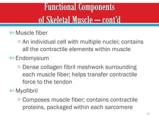 Muscle fiber An individual cell with multiple nuclei; contains all the contractile elements within muscle Endomysium  Dense collagen fibril meshwork surrounding each muscle fiber; helps transfer contractile force to the tendon Myofibril Composes muscle fiber; contains contractile proteins, packaged within each sarcomere  