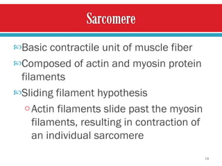 Basic contractile unit of muscle fiber Composed of actin and myosin protein filaments Sliding filament hypothesis Actin filaments slide past the myosin filaments, resulting in contraction of an individual sarcomere   