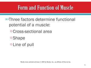 Three factors determine functional potential of a muscle: Cross-sectional area Shape Line of pull Mosby items and derived items © 2009 by Mosby, Inc., an affiliate of Elsevier Inc.  
