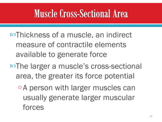 Thickness of a muscle, an indirect measure of contractile elements available to generate force The larger a muscle’s cross-sectional area, the greater its force potential  A person with larger muscles can usually generate larger muscular forces 