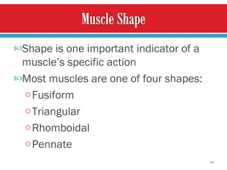 Shape is one important indicator of a muscle’s specific action Most muscles are one of four shapes: Fusiform Triangular Rhomboidal Pennate  